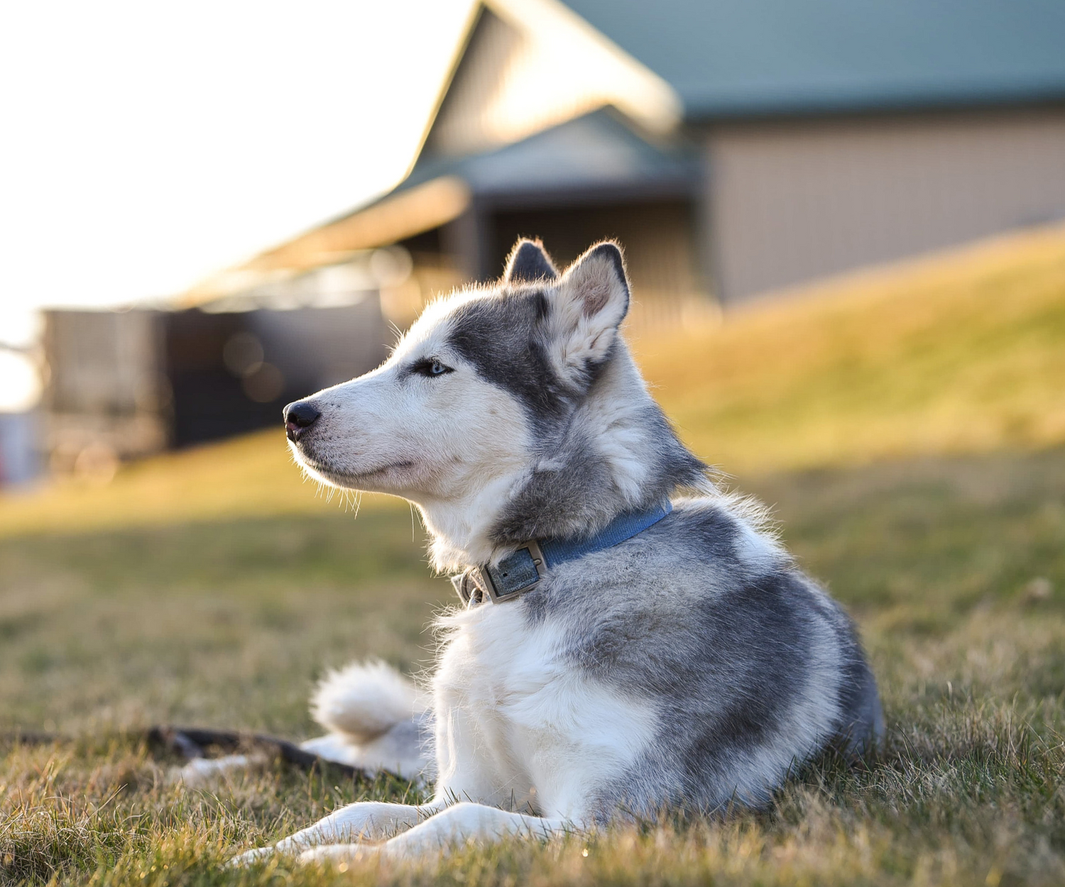 Tail-Wagging Tips: Holistic Approaches to Pain Relief for Your Furry Friend